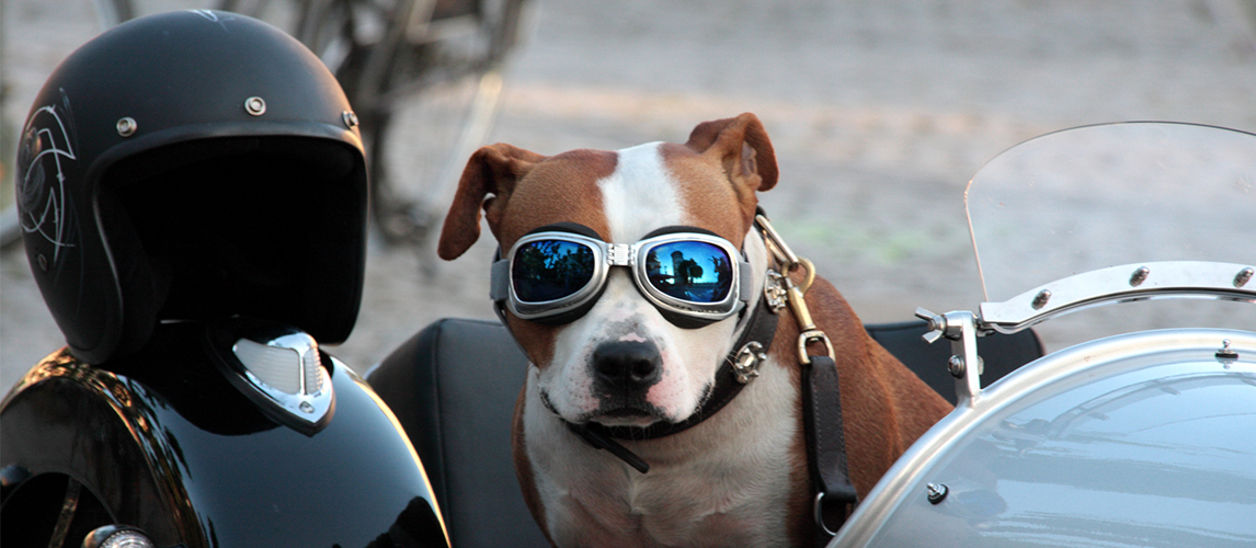 Dog on a motorcycle