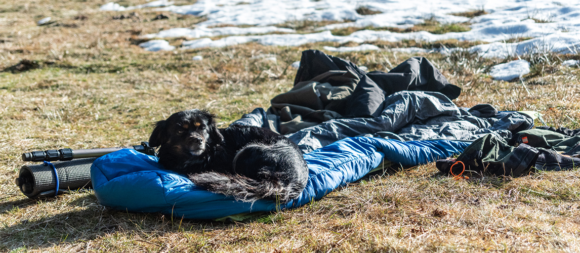 Dog on a sleeping bag