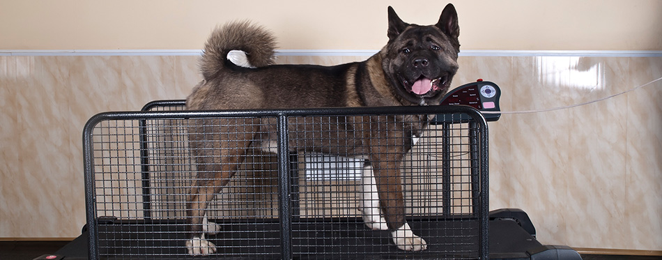 Dog on a treadmill