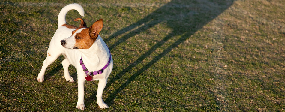 Dog on the field