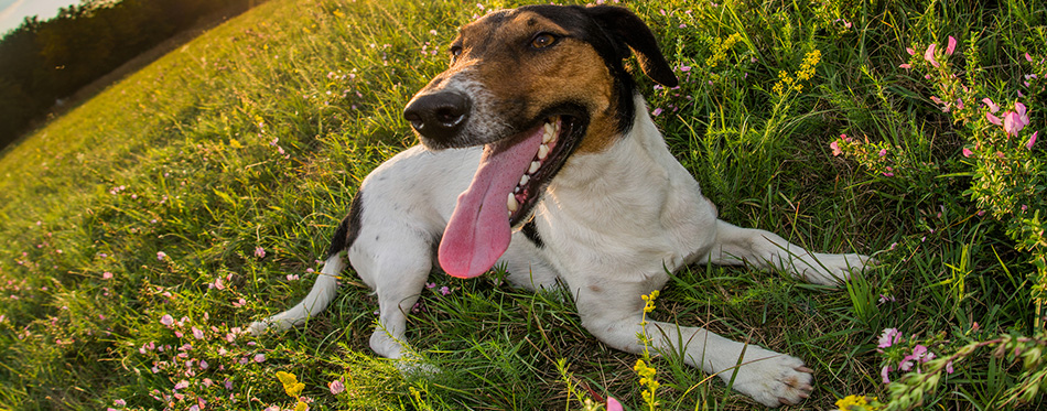 Dog on the field