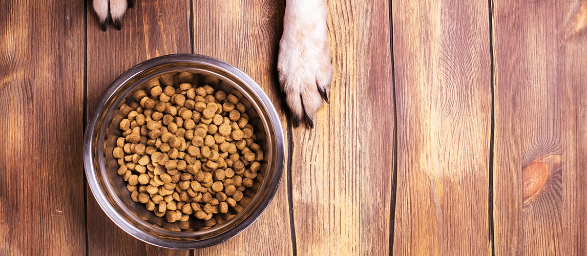 Dog paws and food bowl