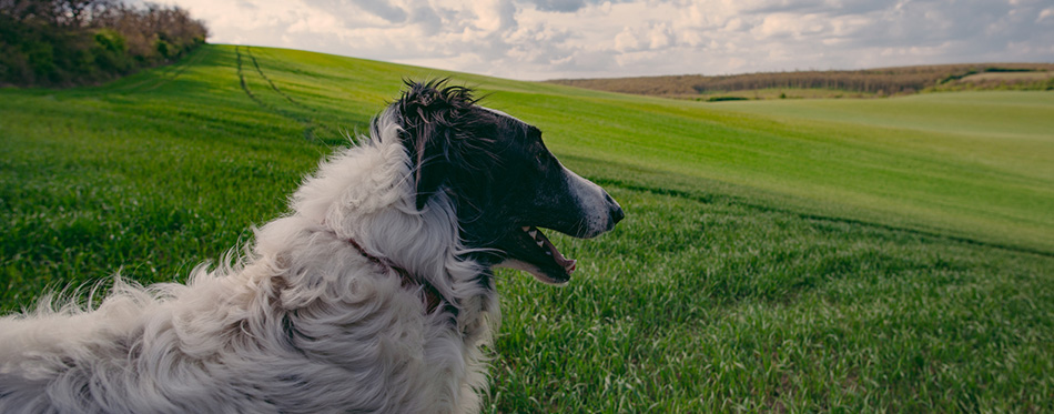 Dog portrait, Borzoi dog at field 