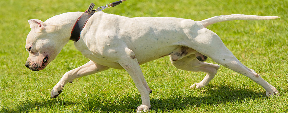 Dog pulling on the leash