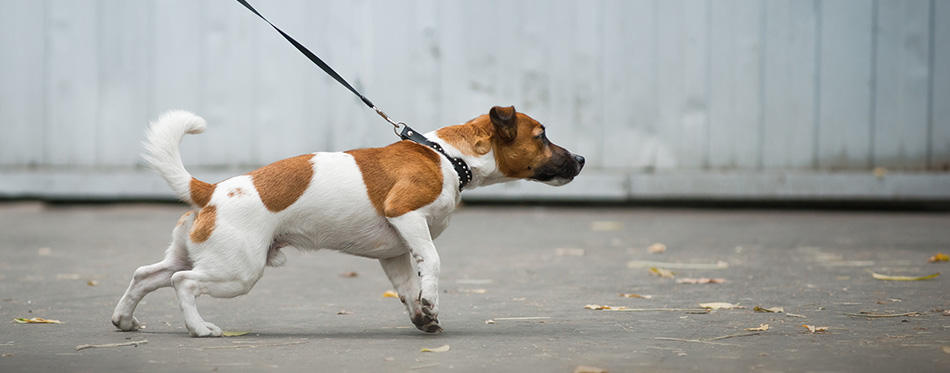 Dog pulling the leash on a walk