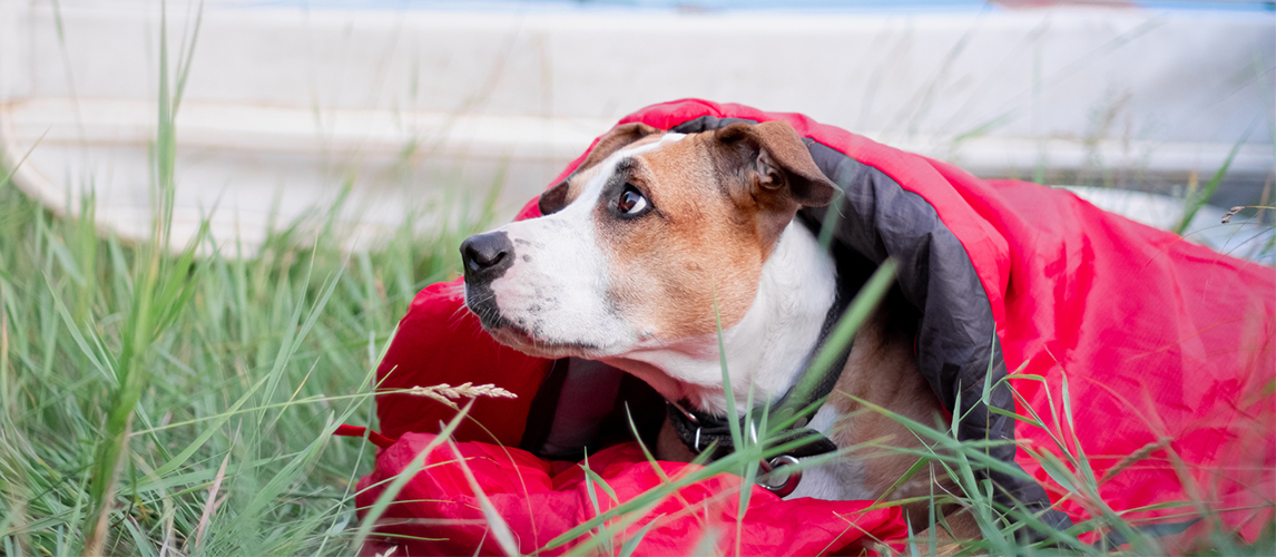 Dog resting in a sleeping bag 