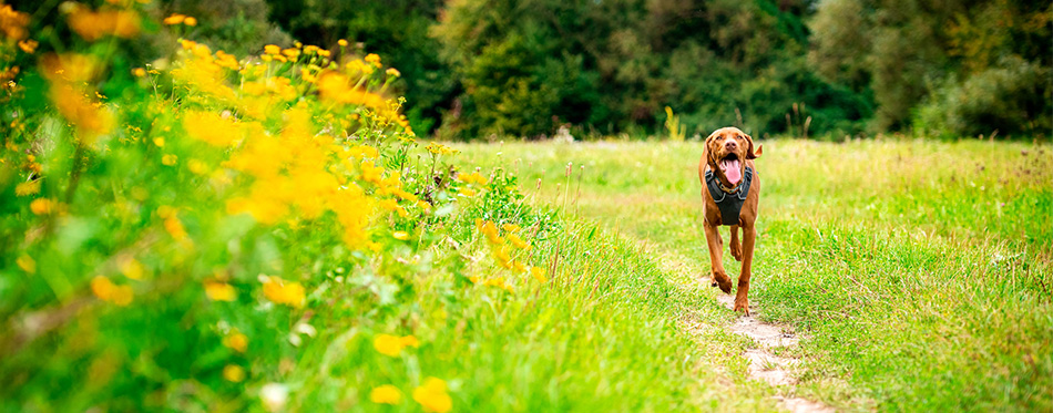 Dog running across the field