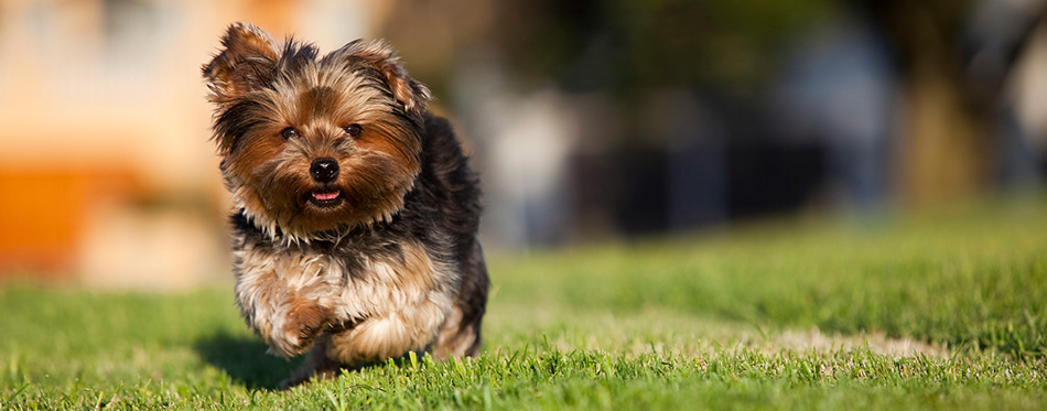 Dog running on the grass