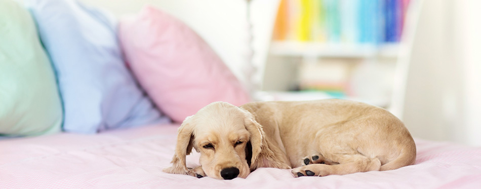 Dog sleeping on bed. Puppy taking nap. 