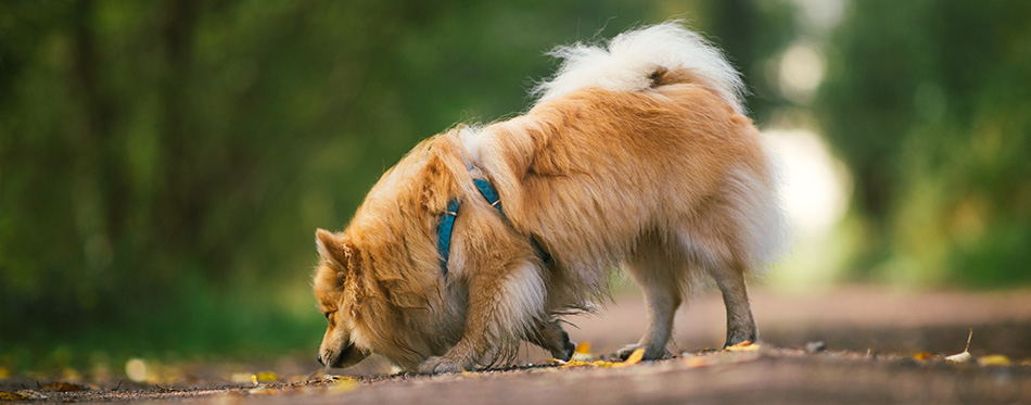 Dog sniffing the leaves