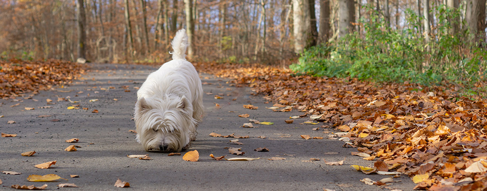 Dog sniffing 