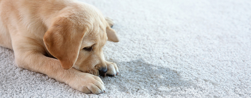 Dog sniffs the stain