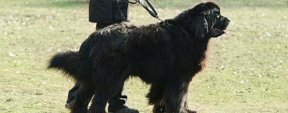 Dog specialist with Newfoundland outdoors