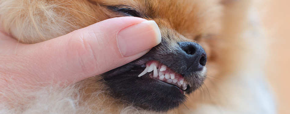 Dog teeth