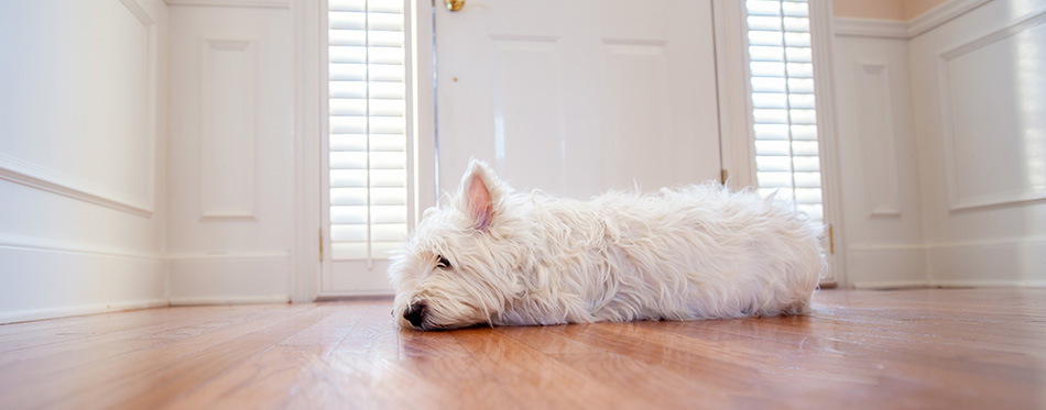 Dog waiting at the door