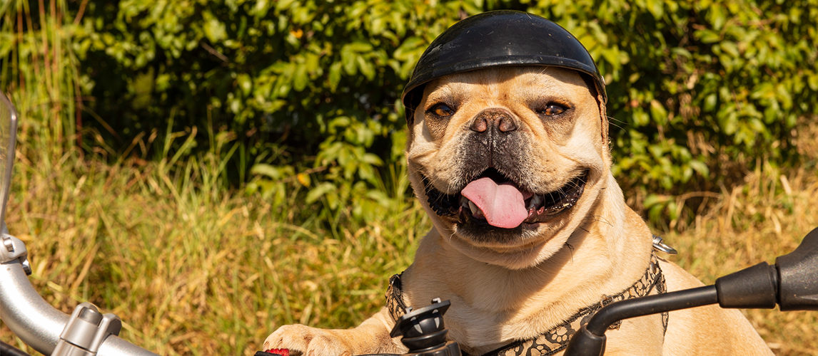 Dog with a helmet