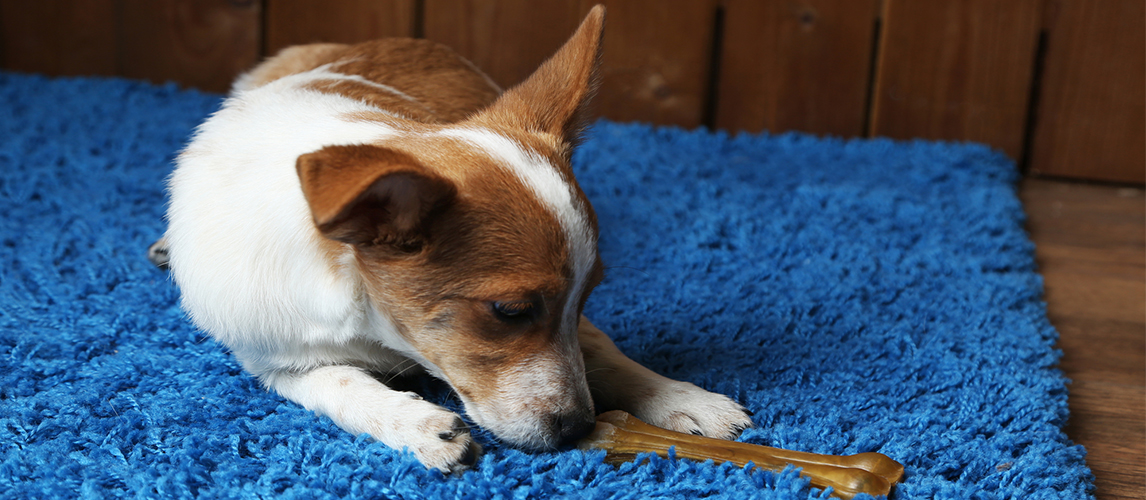 Dog with rawhide bone