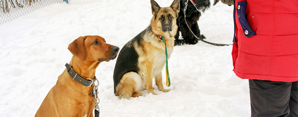 Dogs in a dog training course in a winter day