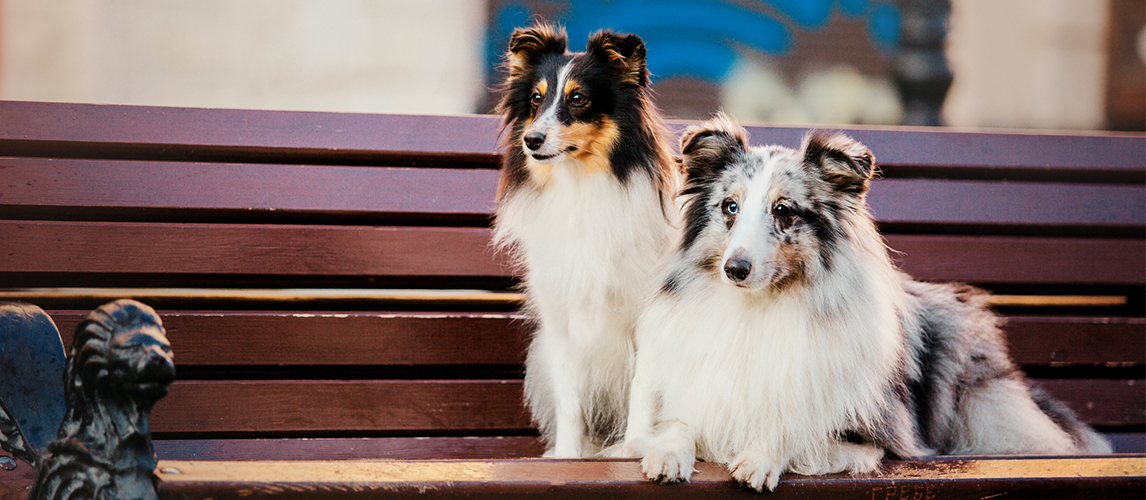 Dogs on bench