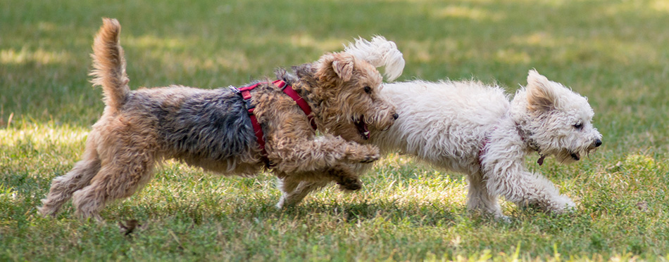 Dogs runnnig in the park