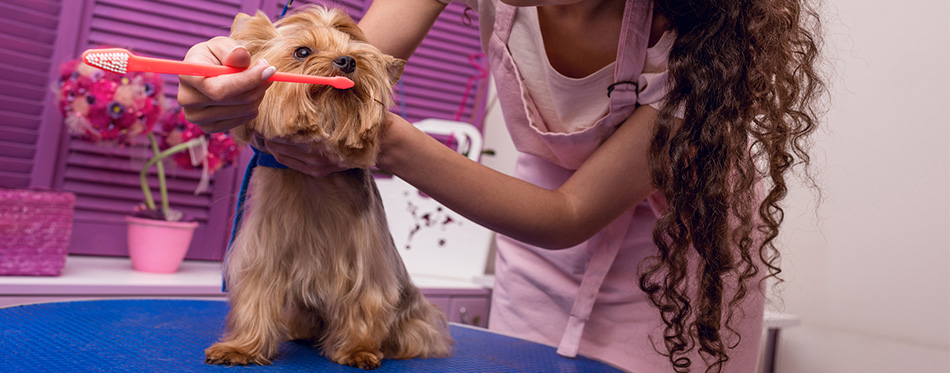 Dog's teeth brushing