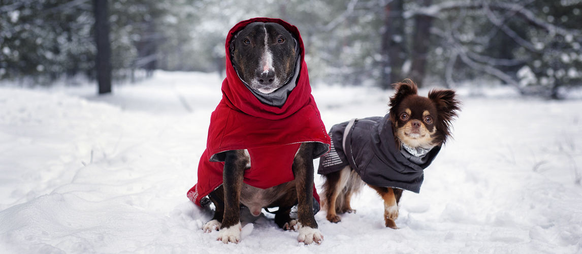 Dogs wearing hoodies