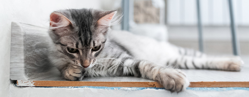 Egyptian Mau cat lying on a bench