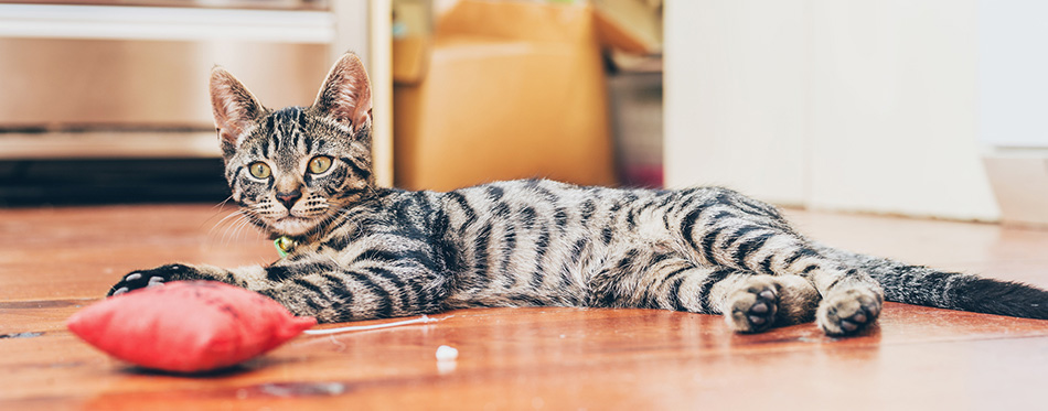 Egyptian Mau cat playing with the toy