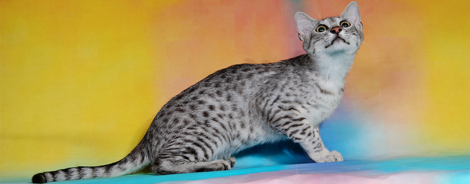 Egyptian Mau cat