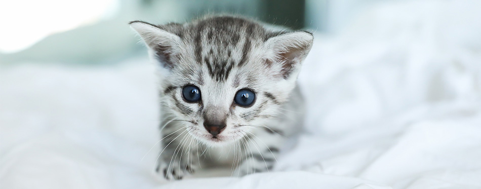 Egyptian Mau kitten