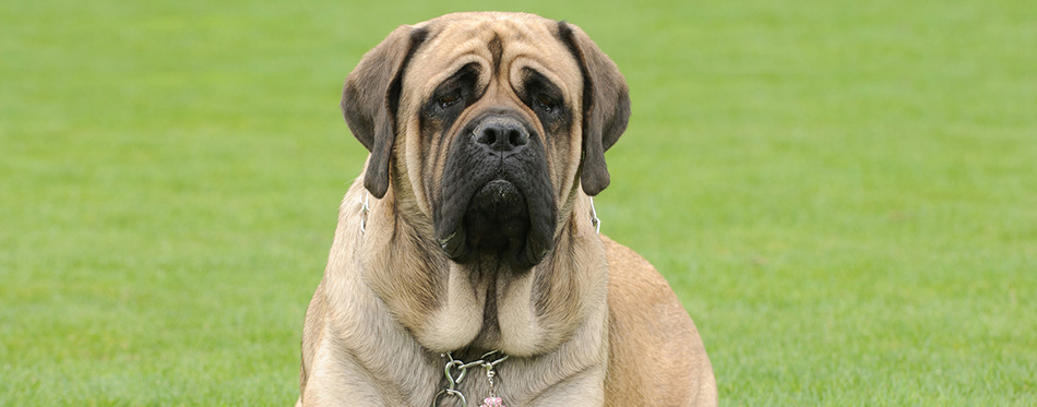 English Mastiff