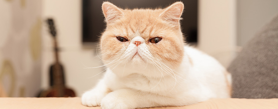 Exotic Shorthair Cat