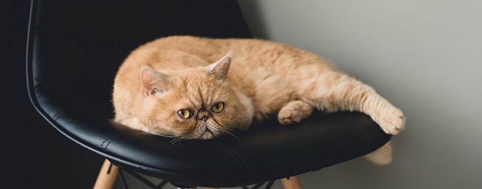 Exotic Shorthair Cats