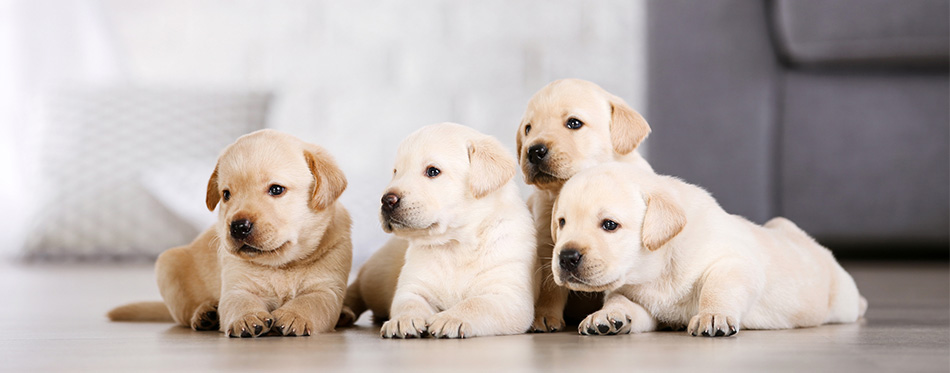 Four Labrador puppies