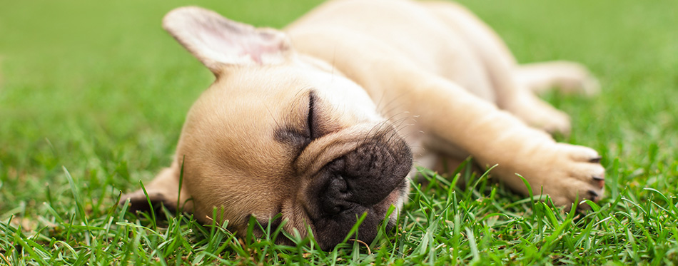 French bulldog puppy sleeping on the grass