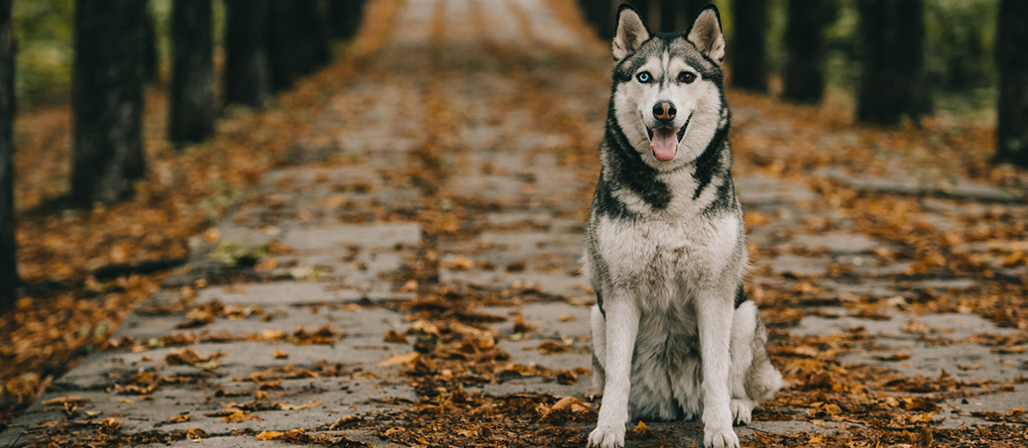 Friendly husky dog sitting on foliage in autumn park