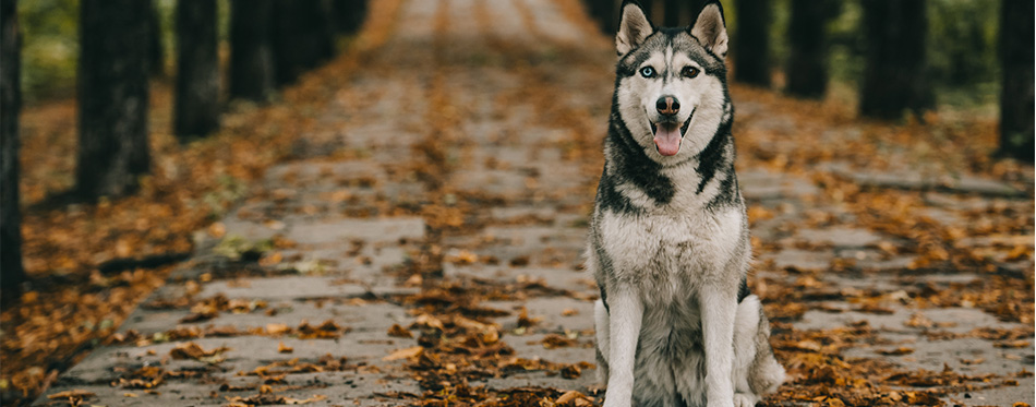 Friendly husky dog sitting on foliage in autumn park