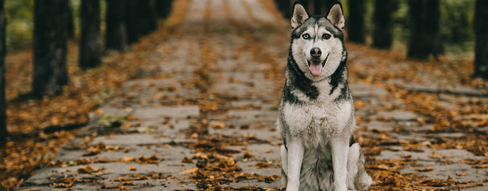 Friendly husky dog sitting on foliage in autumn park