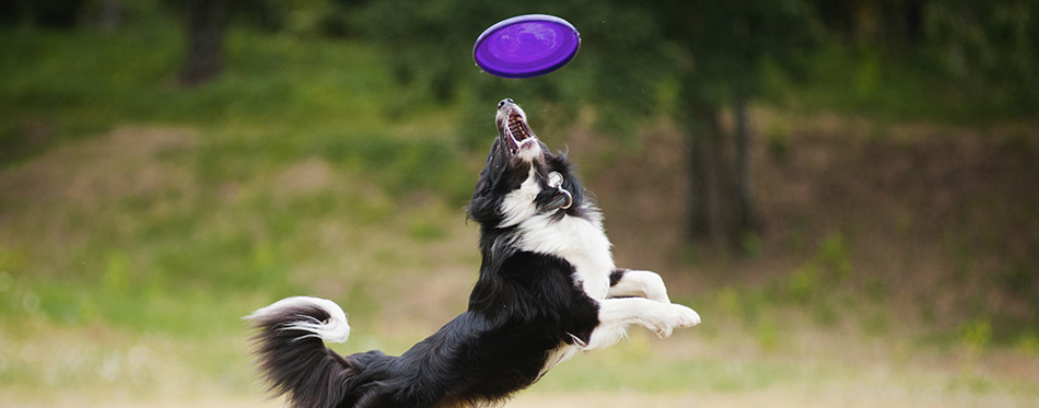 Frisbee dog