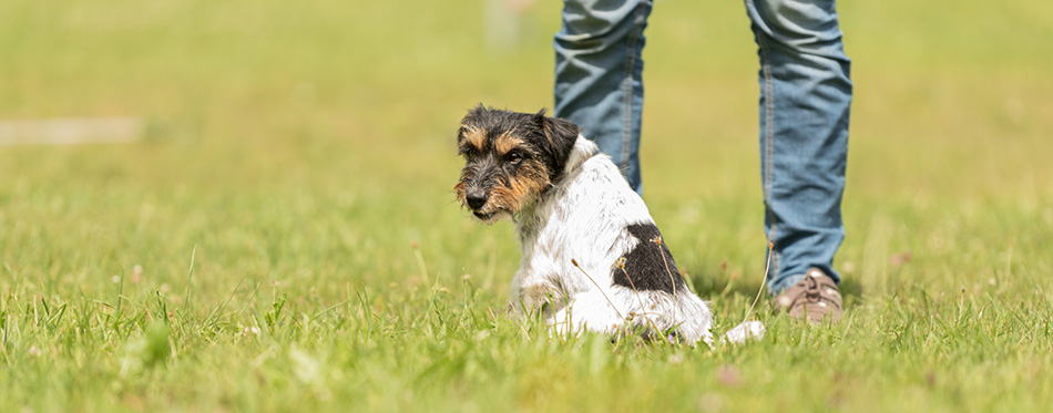 Fun and enjoy training with a little Jack Russell