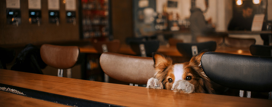 Funny border collie dog posing in a cafe