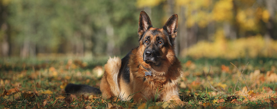 German Shepherd