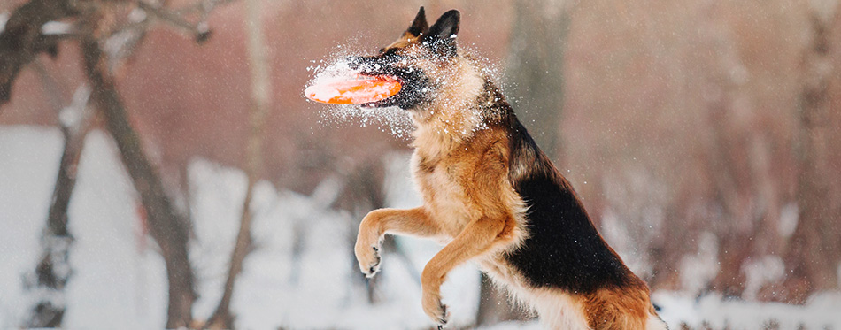 German Shepherd Dog in winter