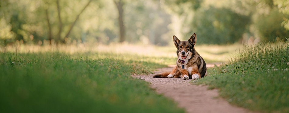 German Shepherd Husky Mix