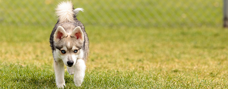 German Shepherd Husky Puppy Mix