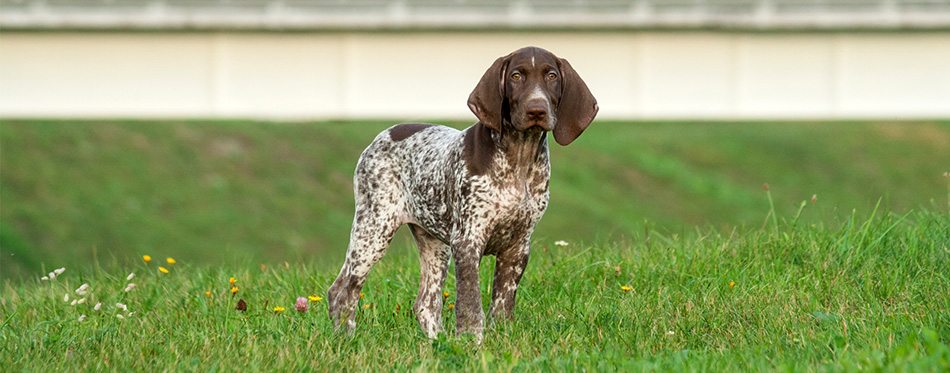 German Shorthaired Pointer