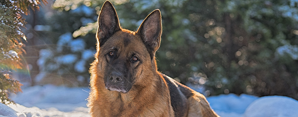 German shepherd lying on the snow in the winter sun