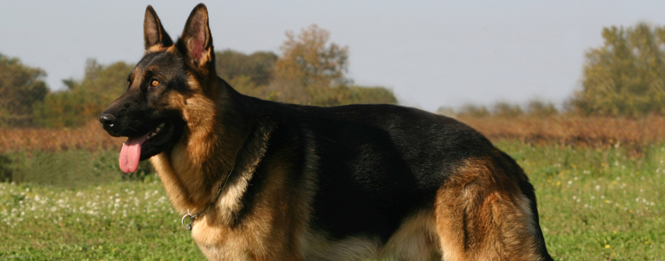 German shepherd