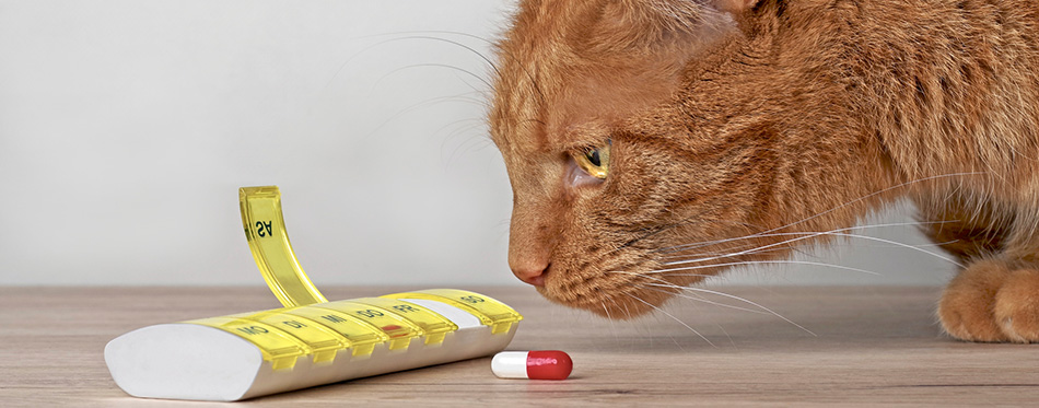 Ginger cat looking curious to a medicine capsule