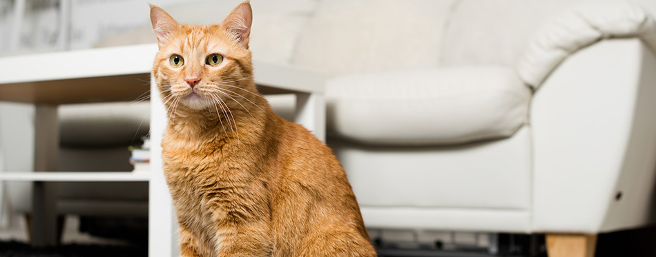 Ginger cat sitting